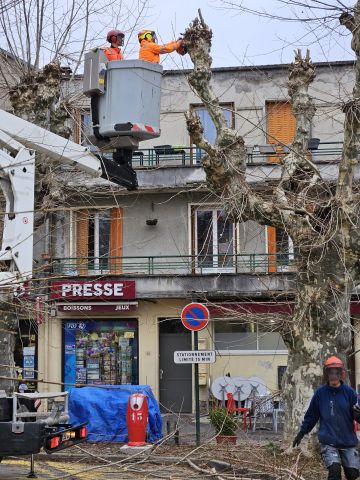 Coupe des platanes