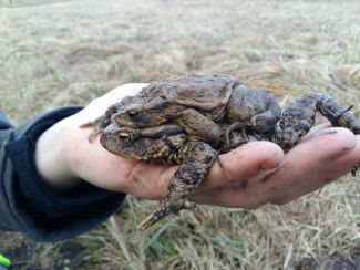 Campagne amphibiens amplexus 